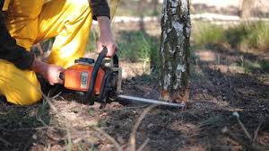 Trusted New London, MN Tree Services Experts